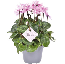 Topf-Zyklame mit rosa Blüten und dem Illusia-Etikett
