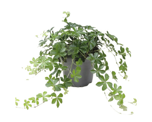 Kleine Zimmerrebe FloraSelf Cissus striata Ø 12 cm Topf Gynostemma-Pflanze in einem Topf