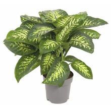 Plante Dieffenbachia en pot