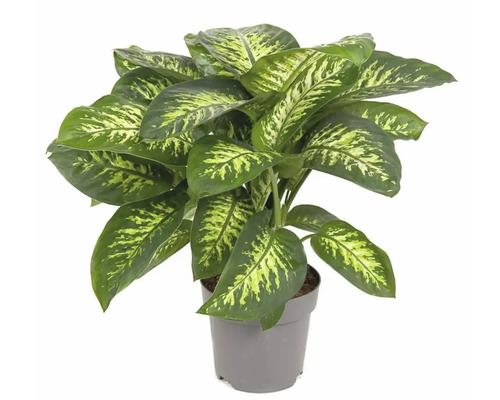 Dieffenbachie FloraSelf Dieffenbachia 'Reeva' Ø 24 cm Topf Dieffenbachie Pflanze im Topf