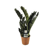 Zamioculcas Raven plante d''intérieur en pot