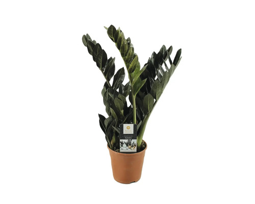 Zamioculcas zamiifolia FloraSelf 'Raven’ H 60-70 cm pot de Ø 14 cm Zamioculcas Raven plante d''intérieur en pot