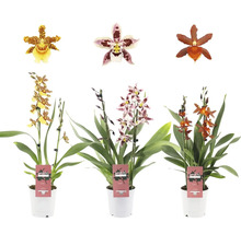 Trois orchidées Cambria en pot avec différentes fleurs