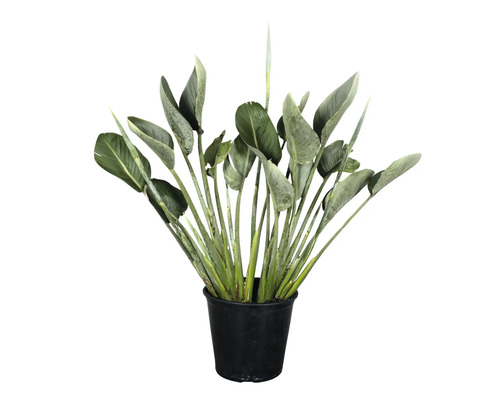 Paradiesvogelblume FloraSelf Strelitzia reginae Ø 30 cm Topf 4+ Knospen Strelitzie in einem schwarzen Topf