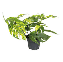 Monstera plante d''intérieur dans un pot