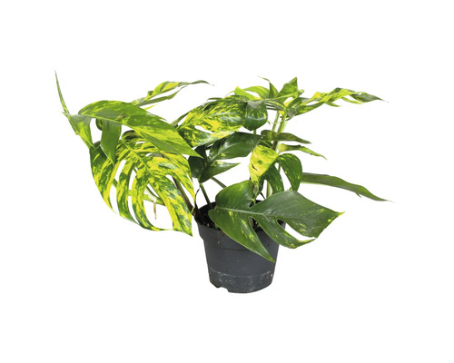 Pothos FloraSelf Epipremnum pinnatum 'Goldfinger' pot Ø 17 cm Monstera plante d''intérieur dans un pot