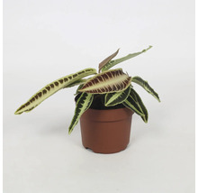 Pflanze in einem Topf