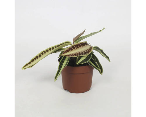 Labisia FloraSelf Labisia jabi pot Ø 12 cm Plante en pot