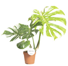 Monstera plante d''intérieur en pot avec des feuilles panachées