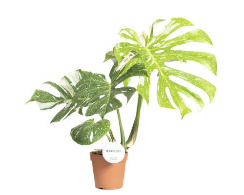 Monstera FloraSelf 'Thai Constellation' pot Ø 15 cm Monstera plante d''intérieur en pot avec des feuilles panachées