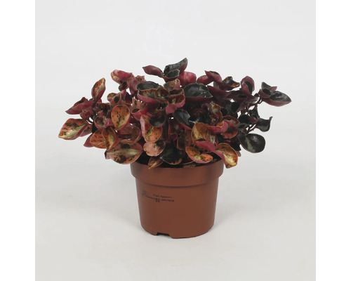 Plante d''intérieur en pot