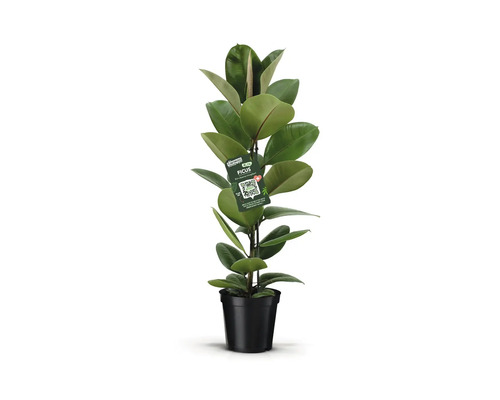 Weißbunter Gummibaum FloraSelf Ficus elastica 'Tineke' Ø 21 cm Topf Ficus Zimmerpflanze im Topf