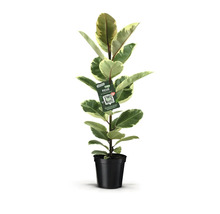 Ficus dans un pot noir