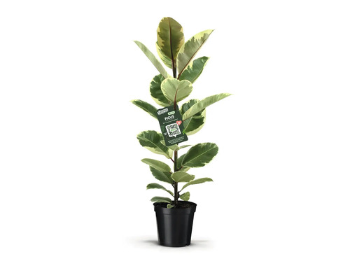 Arbre à caoutchouc FloraSelf Ficus elastica Robusta pot Ø 21 cm Ficus dans un pot noir