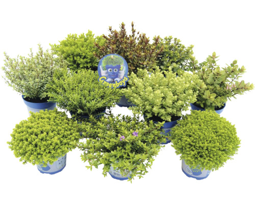 Verschiedene immergrüne Sträucher in Töpfen