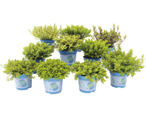 Mehrere Topfpflanzen der Sorte Heckenmyrte in blauen Töpfen