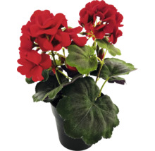 Géranium en pot avec des fleurs rouges et des feuilles vertes.