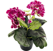 Geranie in einem Topf