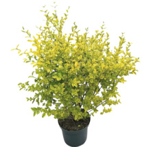 Troène en pot avec des feuilles jaune-vert.