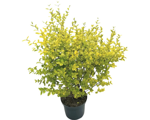 Troène en pot avec des feuilles jaune-vert.