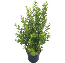 Im Topf gezogener Liguster als Heckenpflanze