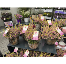 Diverses bruyères en pot sur un stand de vente.
