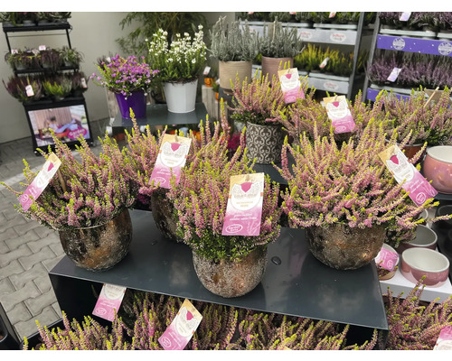 Diverses bruyères en pot sur un stand de vente.