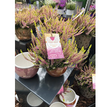 Bruyère dorée en pot de céramique avec étiquette de plante