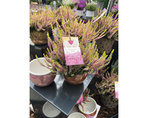Bruyère dorée en pot de céramique avec étiquette de plante