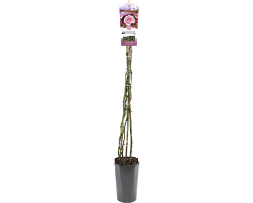 Kletterrose im Topf