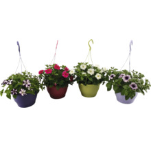 Quatre suspensions de pétunias de différentes couleurs avec des fleurs colorées