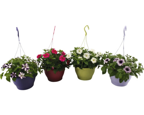 Vier verschiedenfarbige Petunien-Hängetöpfe mit bunten Blüten