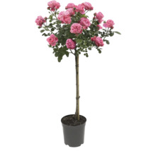 Rose im Topf mit rosa Blüten