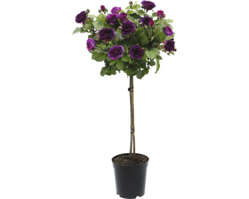 Rosenstämmchen mit violetten Blüten im Topf