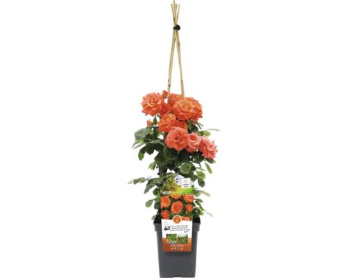 Rosier grimpant en pot avec support