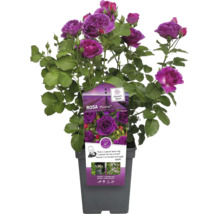Rose Minerva en pot