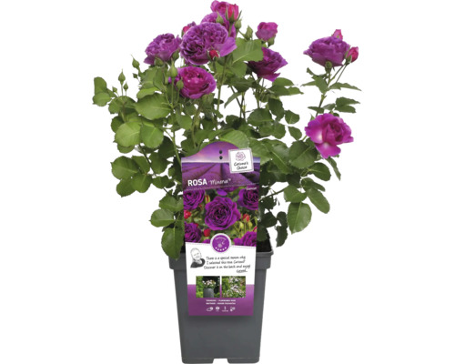 Rosa Minerva im Topf