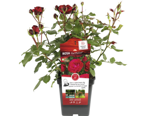 Red Meilove Rose im Topf