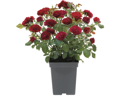 Strauchrose in einem Topf mit roten Blüten
