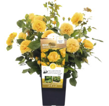 Gelbe Rose ''Absolutely Fabulous'' im Topf.