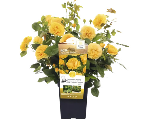 Rose jaune ''Absolutely Fabulous'' en pot.