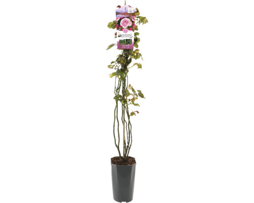 Rose im Topf mit Pflanzenetikett