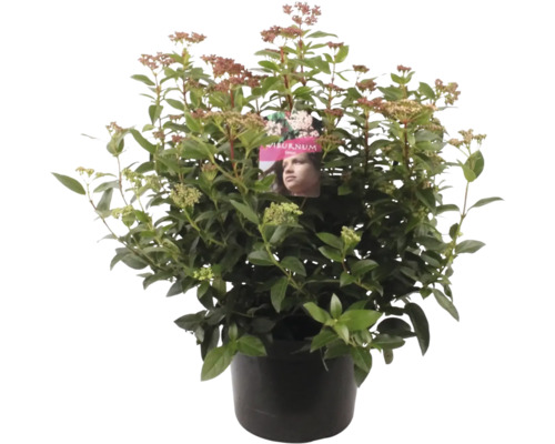 Viorne cultivée en pot avec feuilles vertes et fleurs
