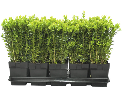 Buchsbaum Setzlinge in Anzuchttöpfen auf einer Anzuchtplatte