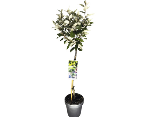 Olivier de Bohème en pot
