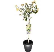 Cornouiller à fleurs en tige haute en pot