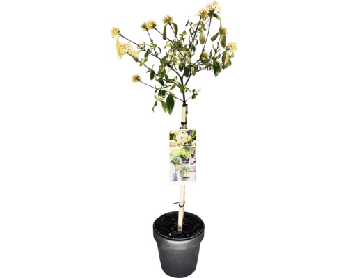 Cornouiller à fleurs en tige haute en pot