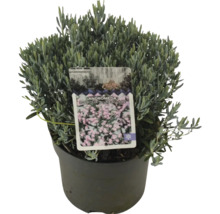 Andromeda polifolia Blue Lagoon en pot