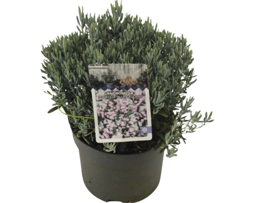 Andromeda polifolia Blue Lagoon en pot