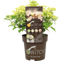 Hortensia paniculata Swith Ophelia en pot